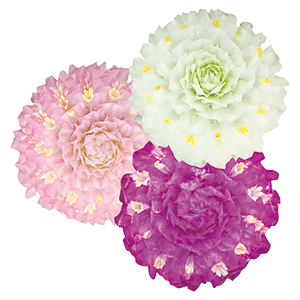 
                        Gomphrena
             
                        globosa
             
                        Las Vegas
             
                        Mix
            