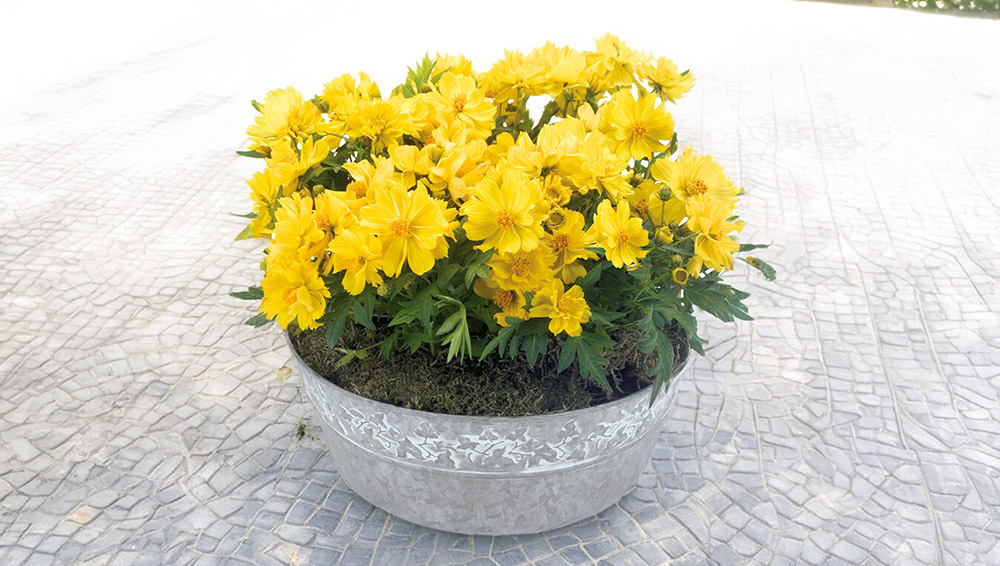 Cosmos
             
                        sulphureus
             
                        Limara
             
                        Lemon