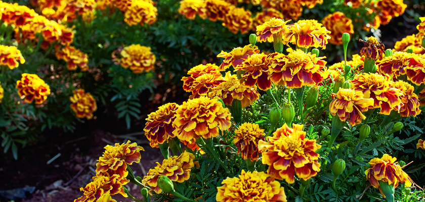 
                        Tagetes
             
                        patula
             
                        Little Hero
             
                        Fire
            