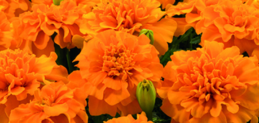 
                        Tagetes
             
                        patula
             
                        Little Hero
             
                        Orange
            