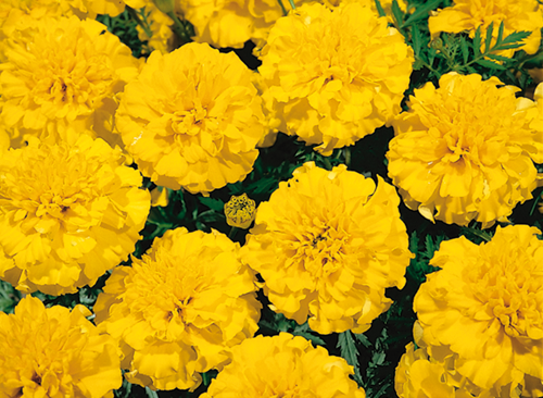 Tagetes
patula
Little Hero
Yellow