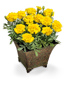 Tagetes
             
                        patula
             
                        Little Hero
             
                        Yellow