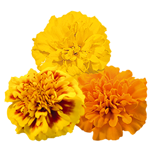 Tagetes patula Little Hero Mix