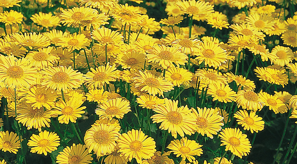 Doronicum orientale Little Leo | Benary