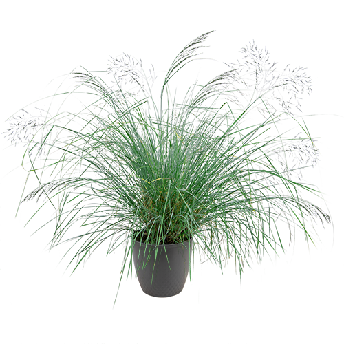 Eragrostis elliotii Lovey 