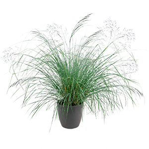 
                        Eragrostis
             
                        elliotii
             
                        Lovey
            