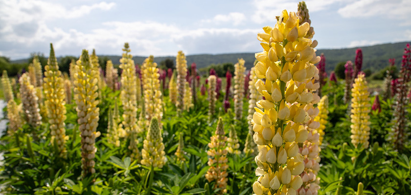 
                        Lupinus
             
                        polyphyllus
             
                        Lupini
             
                        Yellow Shades
            