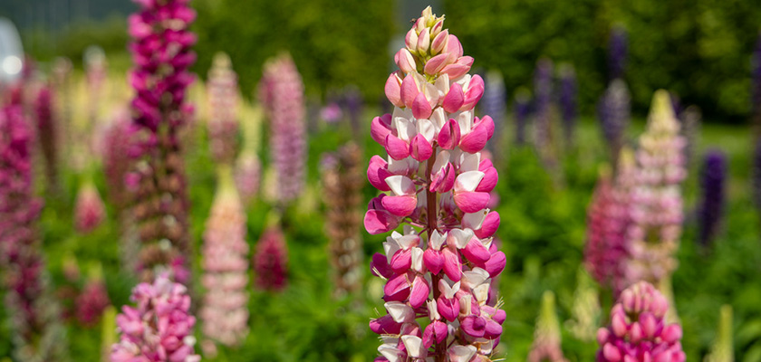 
                        Lupinus
             
                        polyphyllus
             
                        Lupini
             
                        Pink Shades
            