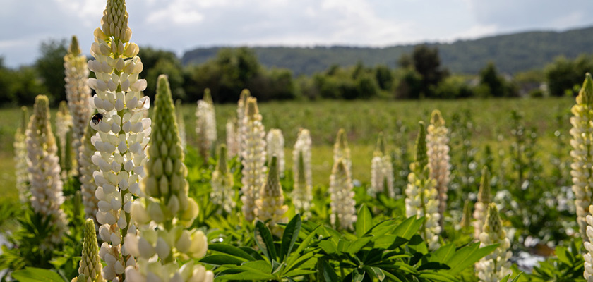 
                        Lupinus
             
                        polyphyllus
             
                        Lupini
             
                        White
            