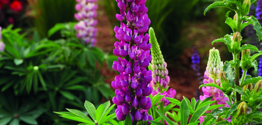 
                        Lupinus
             
                        polyphyllus
             
                        Lupini
             
                        Red Shades
            