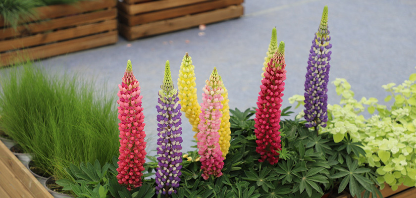 
                        Lupinus
             
                        polyphyllus
             
                        Lupini
             
                        Mix
            