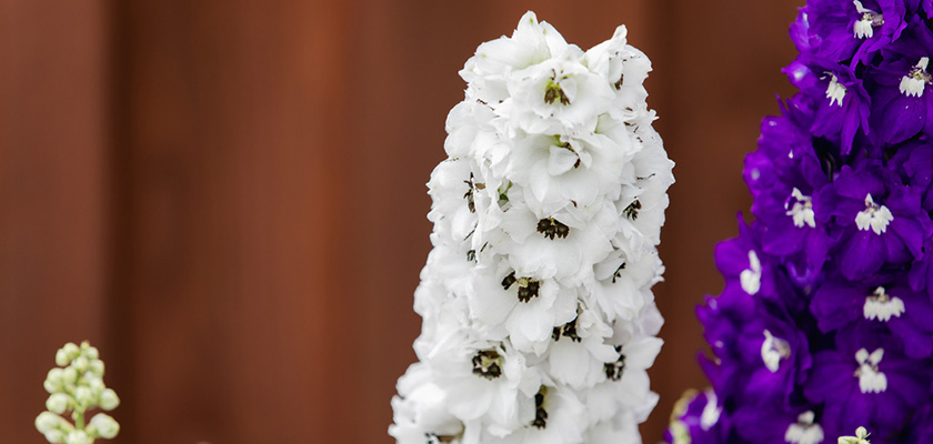
                        Delphinium
             
                        elatum
             
                        Magic Fountains
             
                        White Dark Bee
            
