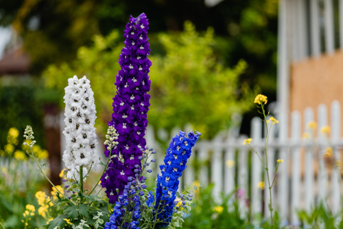 Delphinium
             
                        elatum
             
                        Magic Fountains
             
                        Mix