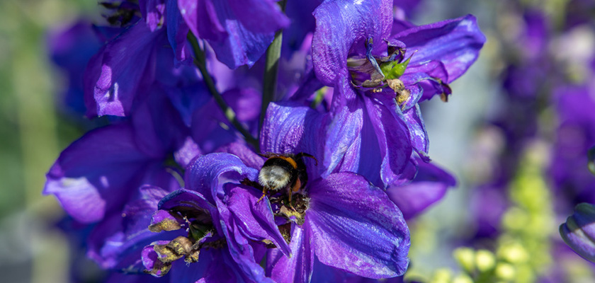 
                        Delphinium
             
                        elatum
             
                        Magic Fountains
             
                        Dark Blue Dark Bee
            