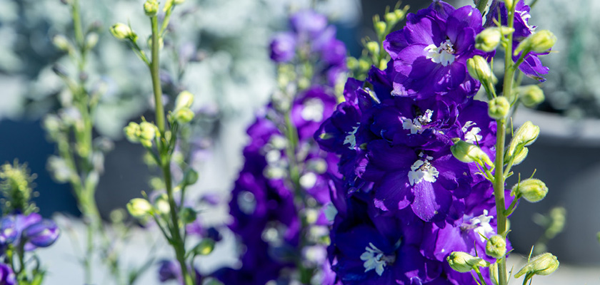 
                        Delphinium
             
                        elatum
             
                        Magic Fountains
             
                        Dark Blue White Bee
            