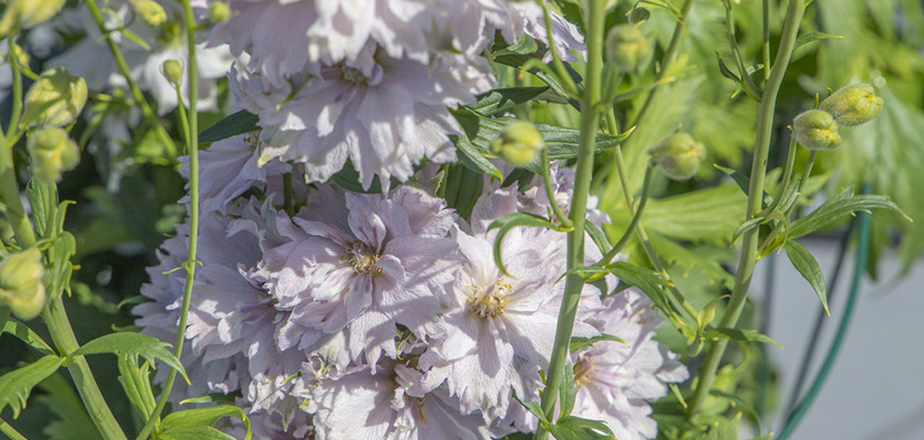 
                        Delphinium
             
                        elatum
             
                        Magic Fountains
             
                        Cherry Blossom White Bee
            