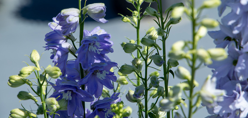 
                        Delphinium
             
                        elatum
             
                        Magic Fountains
             
                        Lavender White Bee
            