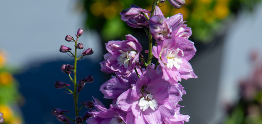 
                        Delphinium
             
                        elatum
             
                        Magic Fountains
             
                        Lilac Pink White Bee
            