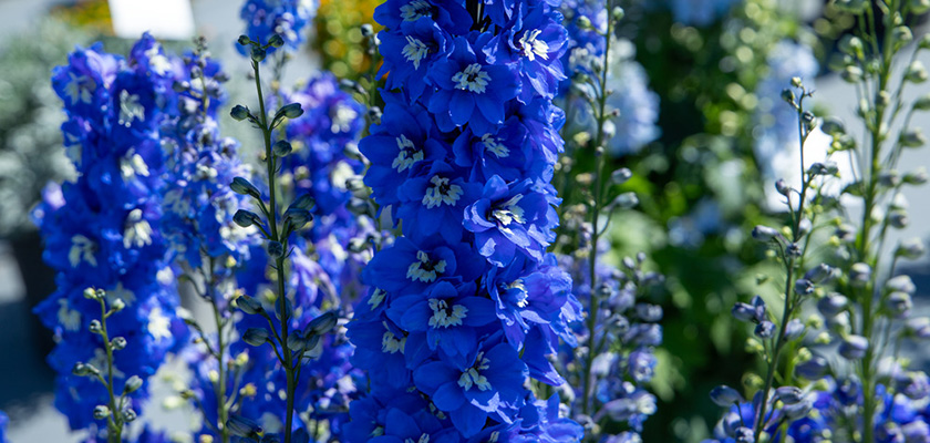 
                        Delphinium
             
                        elatum
             
                        Magic Fountains
             
                        Mid Blue White Bee
            