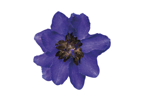 Delphinium
elatum
Magic Fountains
Dark Blue Dark Bee