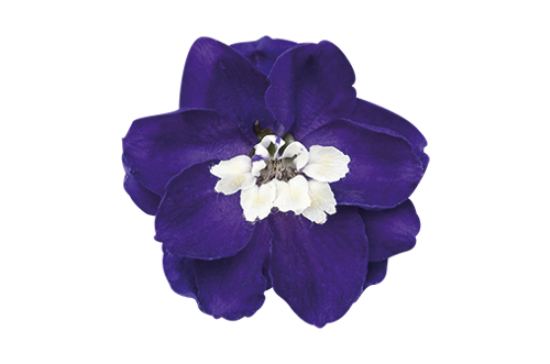 
                        Delphinium
             
                        elatum
             
                        Magic Fountains
             
                        Dark Blue White Bee
            