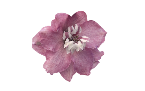 Delphinium
             
                        elatum
             
                        Magic Fountains
             
                        Cherry Blossom White Bee