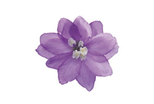 
                        Delphinium
             
                        elatum
             
                        Magic Fountains
             
                        Lavender White Bee
            