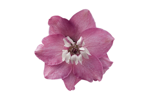Delphinium
elatum
Magic Fountains
Lilac Pink White Bee