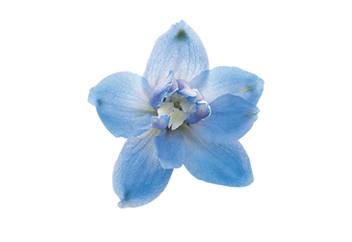 Delphinium
             
                        elatum
             
                        Magic Fountains
             
                        Sky Blue White Bee