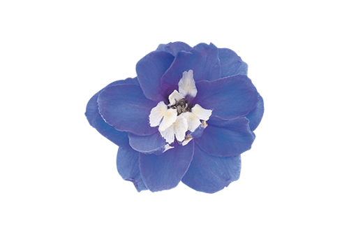 
                        Delphinium
             
                        elatum
             
                        Magic Fountains
             
                        Mid Blue White Bee
            