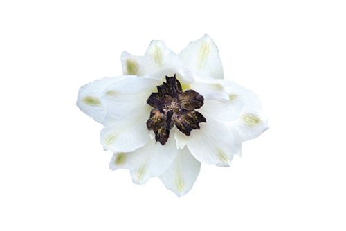 Delphinium
elatum
Magic Fountains
White Dark Bee