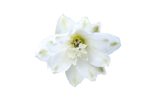 Delphinium
elatum
Magic Fountains
Pure White