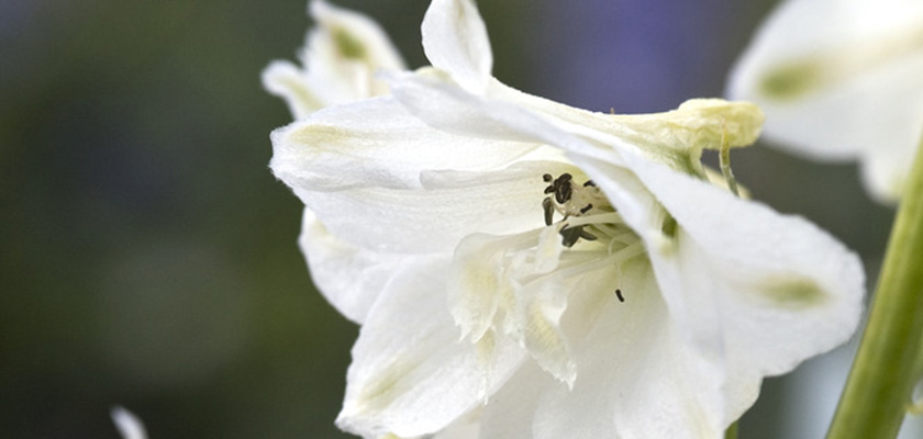 
                        Delphinium
             
                        elatum
             
                        Magic Fountains
             
                        Pure White
            