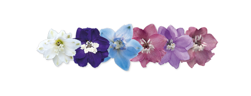 Delphinium
elatum
Magic Fountains