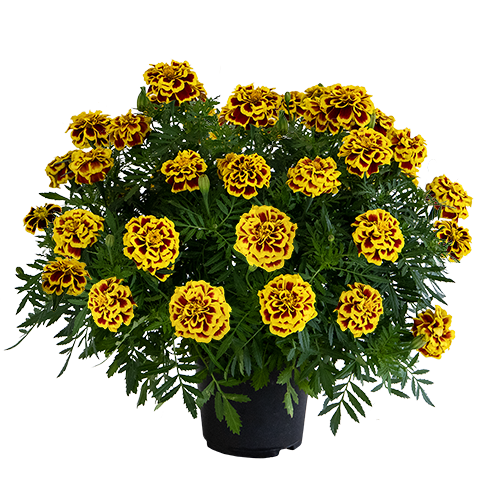 Tagetes patula Mango Tango 