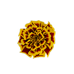 
                        Tagetes
             
                        patula
             
                        Mango Tango
            