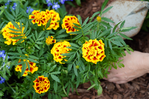Tagetes patula Mango Tango