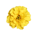 Tagetes
             
                        patula
             
                        Milli Vanilli