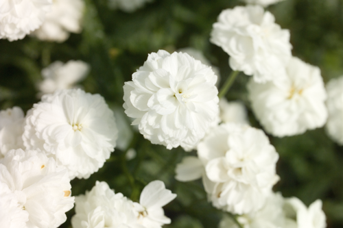 Achillea ptarmica Marshmallow