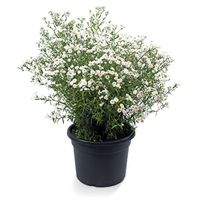 
                        Achillea
             
                        ptarmica
             
                        Marshmallow
            
