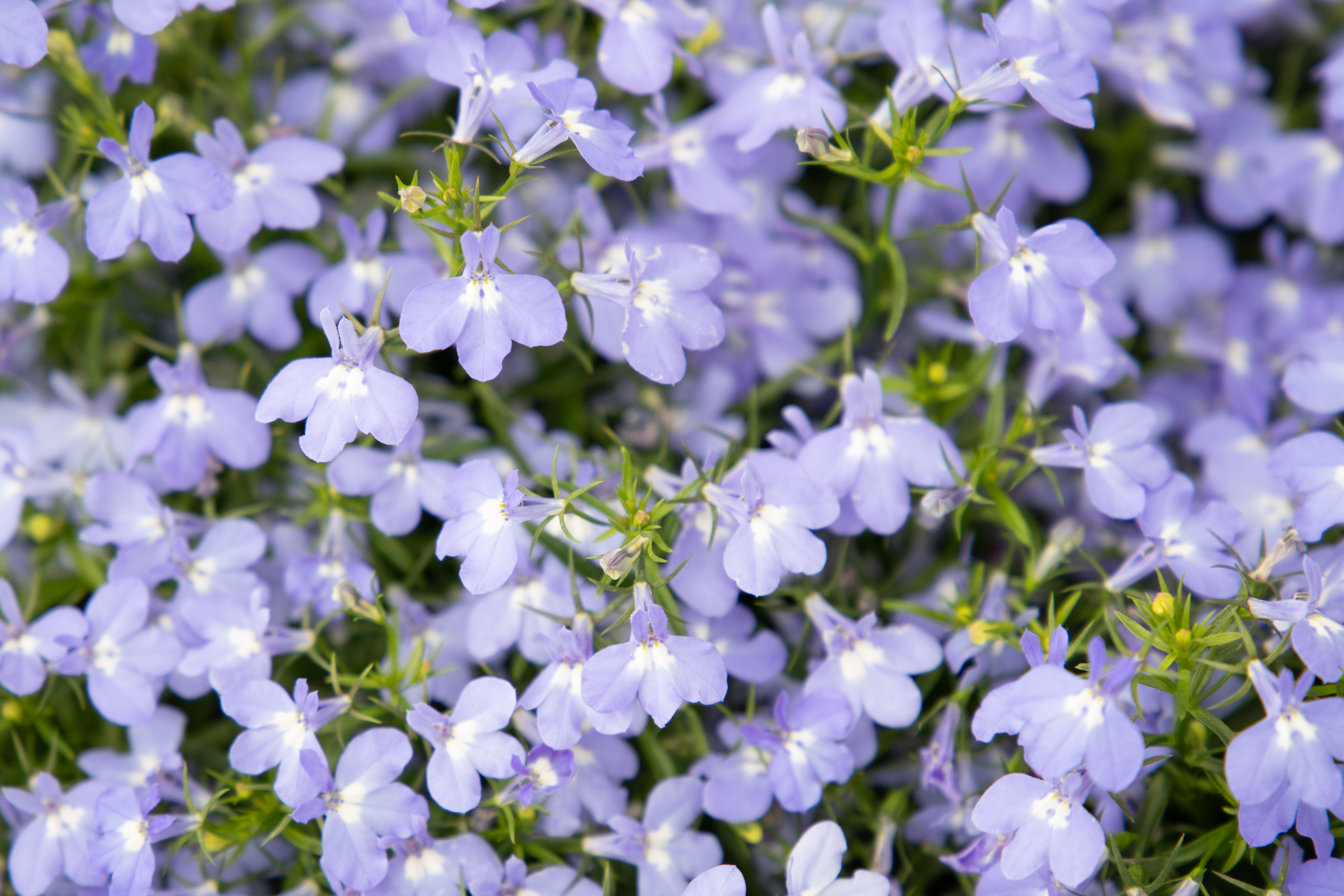 
                        Lobelia
             
                        erinus F₁
             
                        Masterpiece
             
                        Sky Blue
            