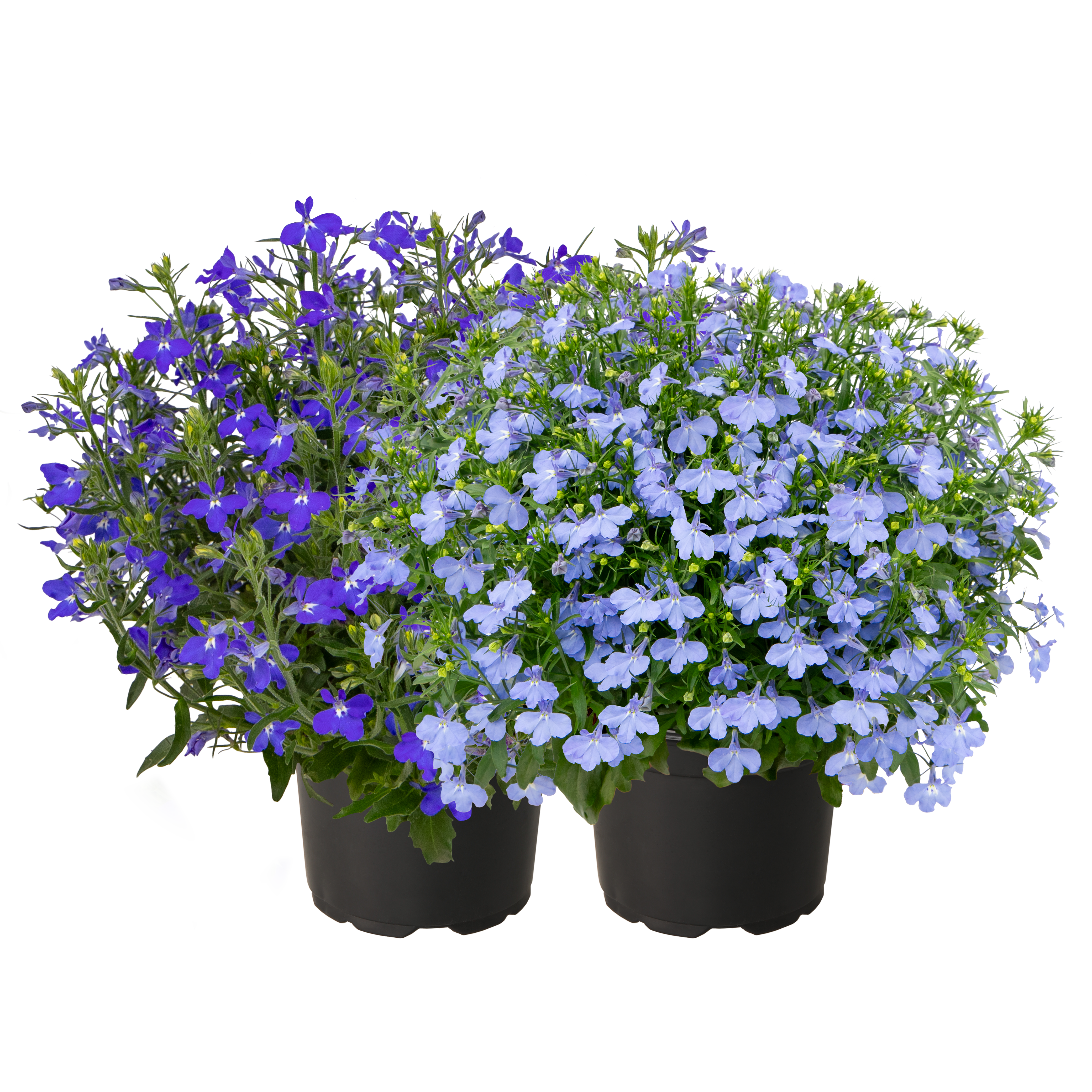 Lobelia erinus F₁ Masterpiece 