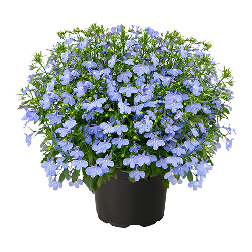 Lobelia erinus F₁ Masterpiece Sky Blue