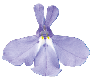 
                        Lobelia
             
                        erinus F₁
             
                        Masterpiece
             
                        Sky Blue
            