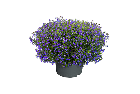 
                        Lobelia
             
                        erinus F₁
             
                        Masterpiece
             
                        Blue with Eye
            