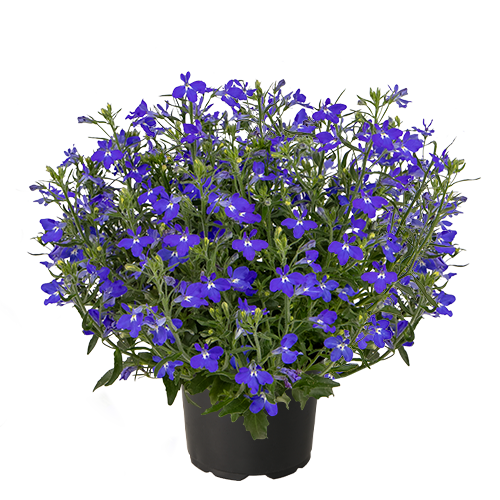 Lobelia erinus F₁ Masterpiece 