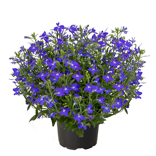 Lobelia erinus F₁ Masterpiece Blue with Eye