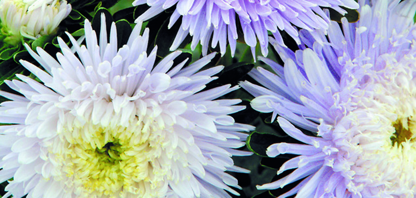 
                        Callistephus
             
                        chinensis
             
                        Matador®
             
                        Soft Blue
            