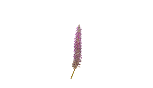 
                        Ptilotus
             
                        exaltatus
             
                        Matilda
            