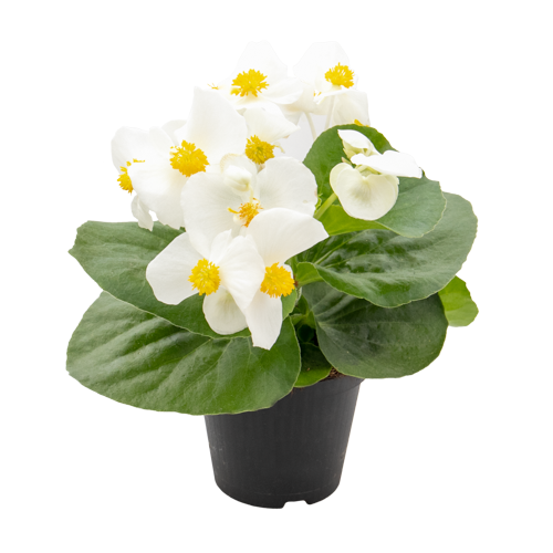 Begonia x hybrida F₁ Mega Cool White